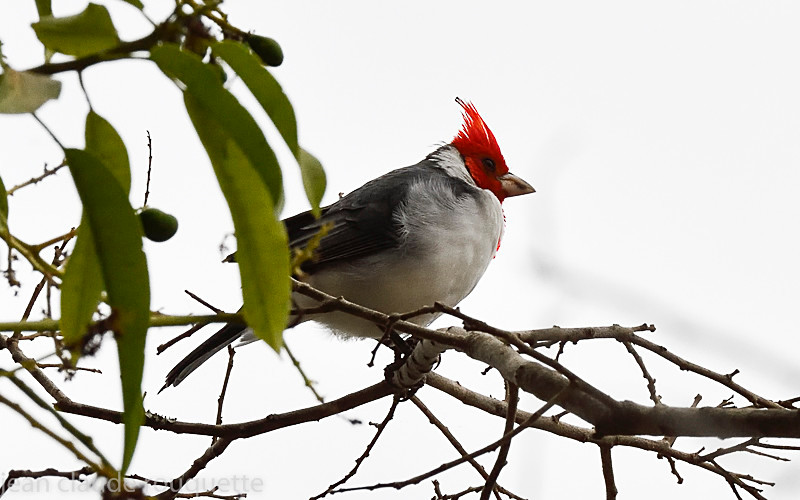 Red-crested Cardinal - Pantanal 2018 Porto Jofré