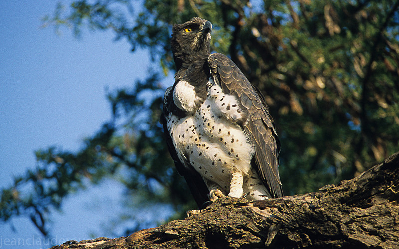 Martial eagle - Samburu national park (Kenya 2009)