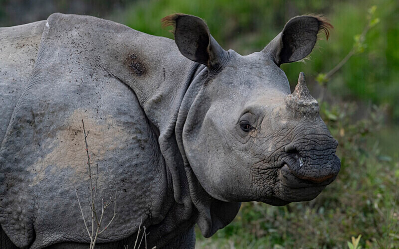 Rhino - Kaziranga National Park Noth East India 2025