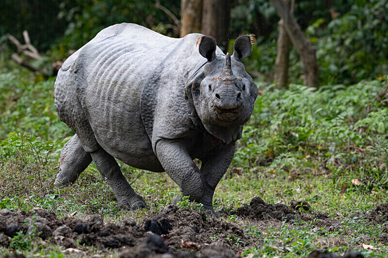 Rhino - Kaziranga National Park Noth East India 2025
