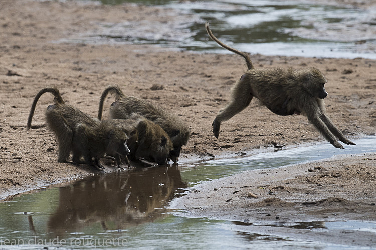  - Serengeti N.P. and N'Gorongoro Tanzania 2018