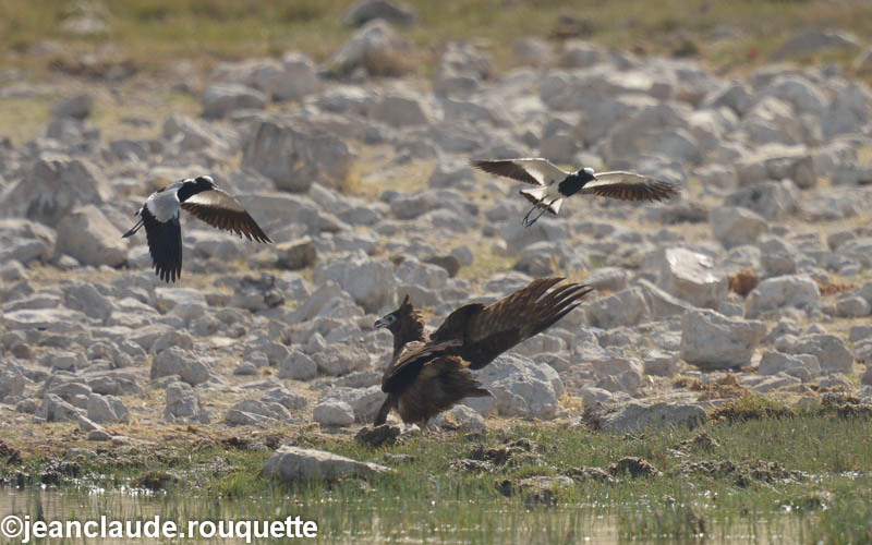 Juvenile eagle - Etosha N.P.(Namibia 2013)