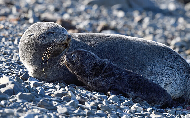  - Ushuaïa Malvinas South Georgia Antartica Peninsula