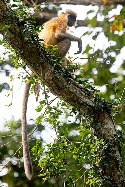 Capped Langur - Hollongapar wildlife sanctuary North East India 2025