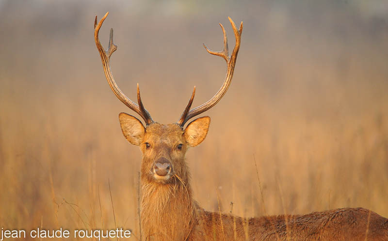 Baransinga at sunrise - Kanha and Corbet national parks (India 2011)
