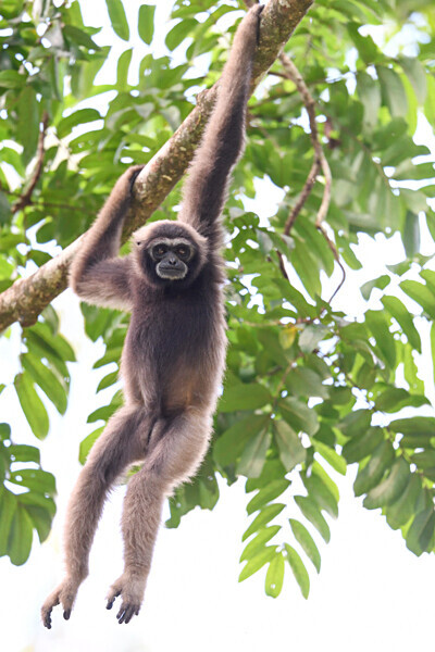 Tabin wildlife reserve - Sabah avril 2024 Borneo Malaisie