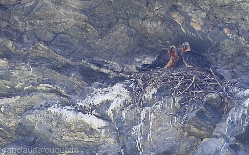 Le couple de gypaètes sur son aire - Alpes 2021-2022 Gypaètes et Cerfs
