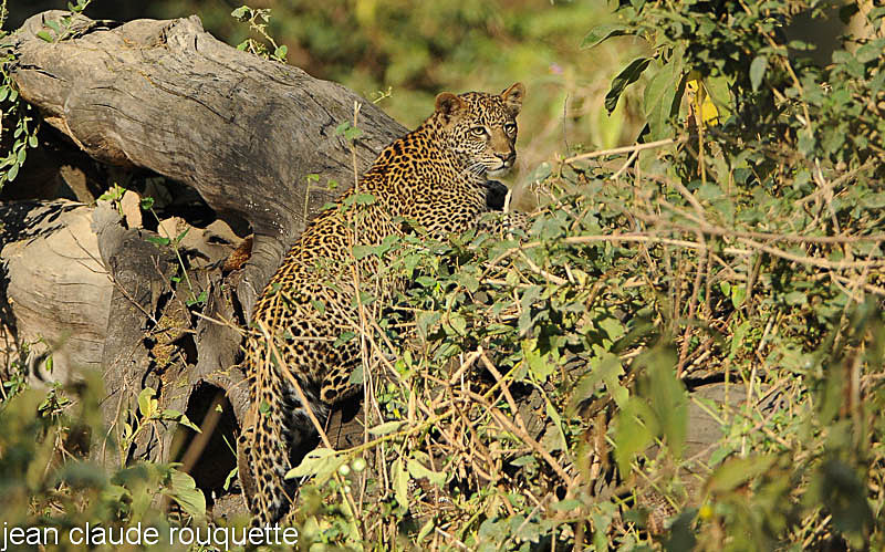 Young leopard. - Lake nakuru national park ( Kenya 2009)