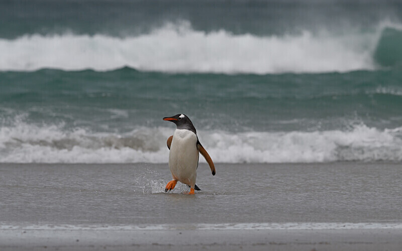  - Ushuaïa Malvinas South Georgia Antartica Peninsula