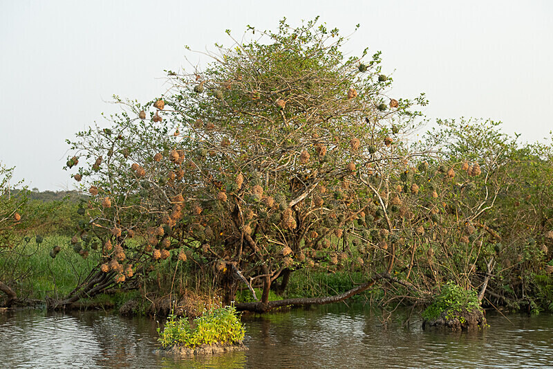 Weaver's nests - Loango national park (Gabon 2024)