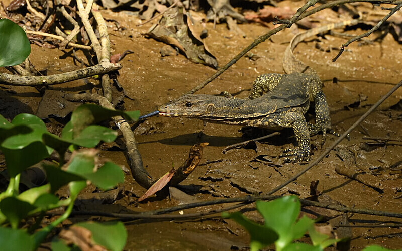 Monitor Lizard - Sabah avril 2024 Borneo Malaisie