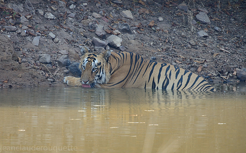 Big male tiger - Tadoba national park (India 2016)