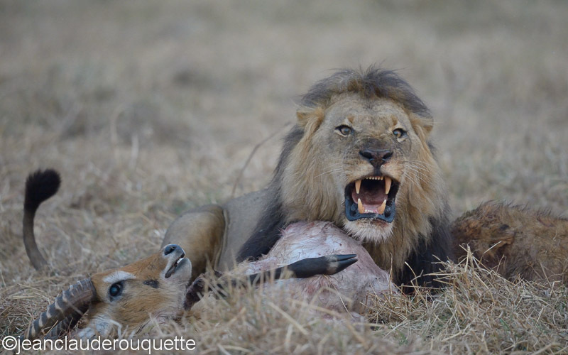 Don't touch my kill! - Kafue N.P. (Zambia2014)