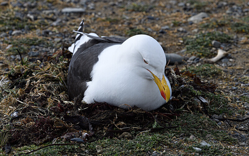 Kelp Gull - Patagonie Chilienne: Magellan Channel and Torres del Paine N.P.