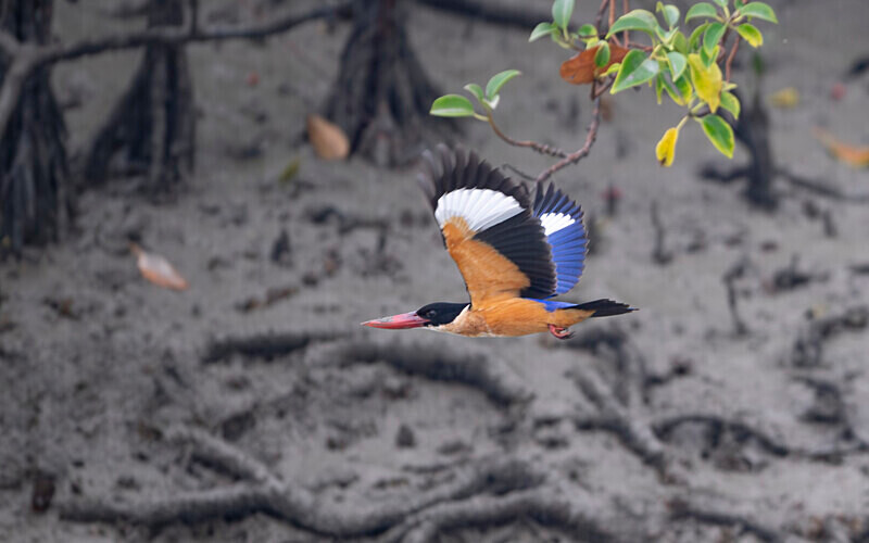Black-capped Kingfisher - Sundarban National Park North East India February 2025