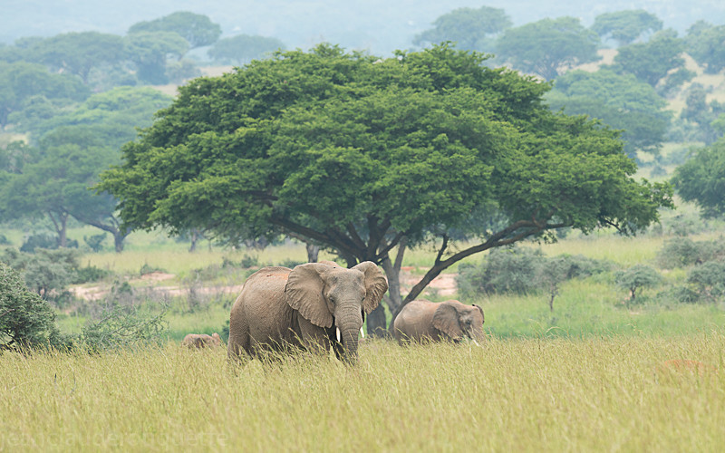 Murchison - Uganda 2016