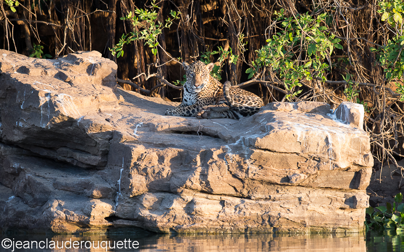 Jaguar on the Paraguay river - Pantanal Brazil 2015