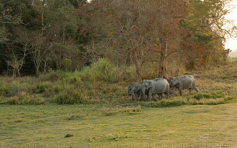 Ellephant's family - Kaziranga National Park Noth East India 2025
