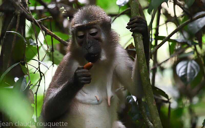  - Dzanga Sangha National Park (République Centrafricaine) 2019