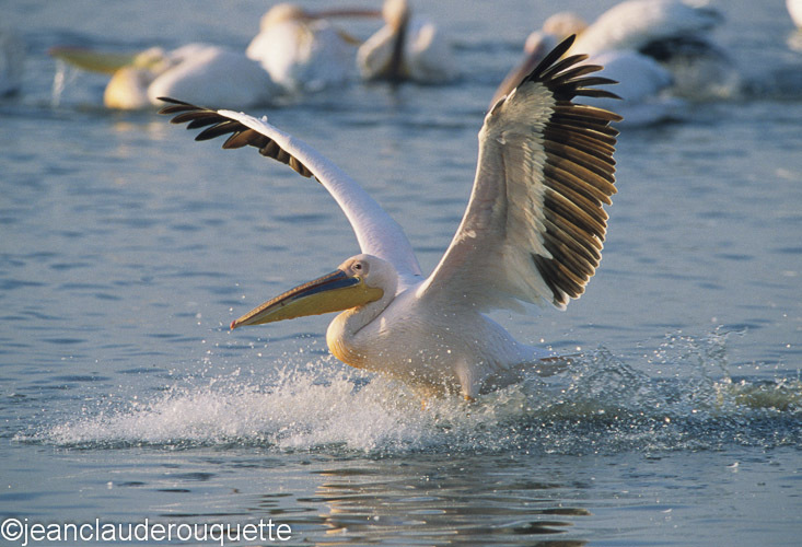 A white pelican alights on the water - Lake nakuru national park ( Kenya 2009)