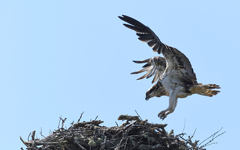 Osprey - Shetlands and Cairngorn national park (Scotland)