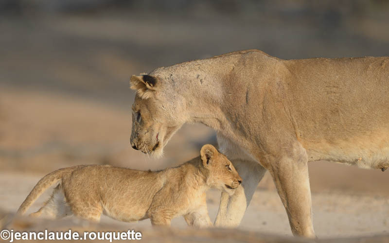 Mama and cub - South Luangwa 2014 (Zambia)