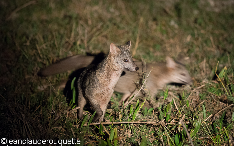 Jackals - Pantanal Brazil 2015