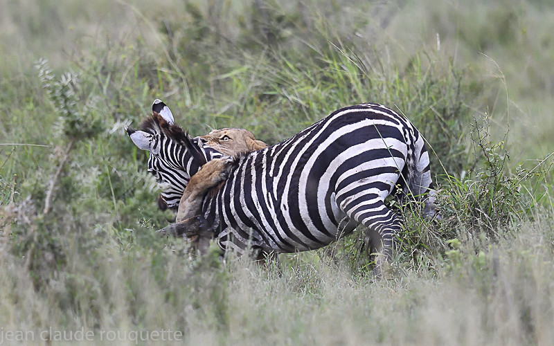  - Serengeti N.P. and N'Gorongoro Tanzania 2018