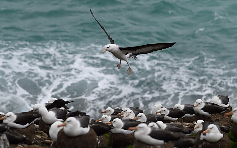 Black-browed Albatros colony - Ushuaïa Malvinas South Georgia Antartica Peninsula