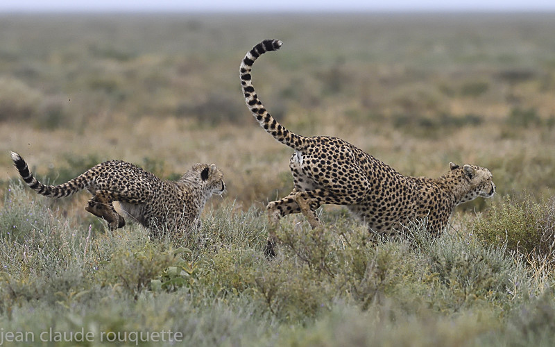  - Serengeti N.P. and N'Gorongoro Tanzania 2018