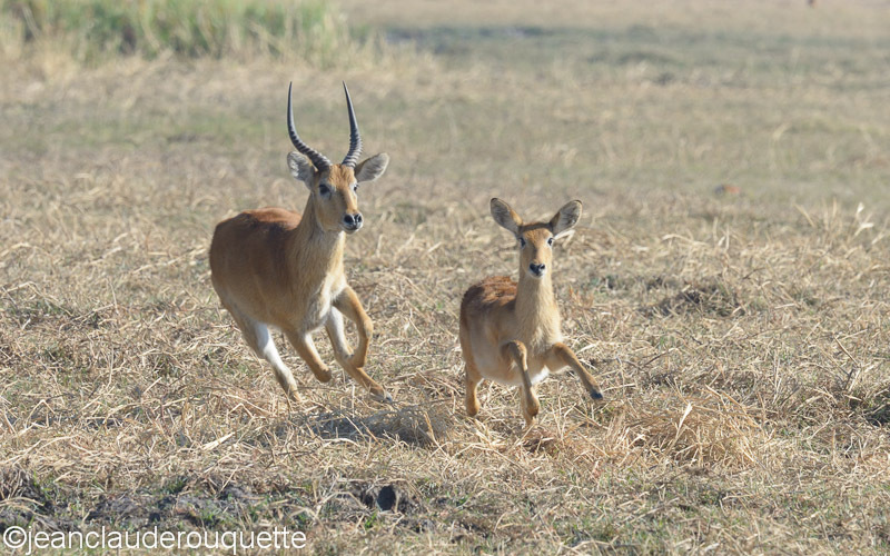 Male puku wants sex!! - Kafue N.P. (Zambia2014)