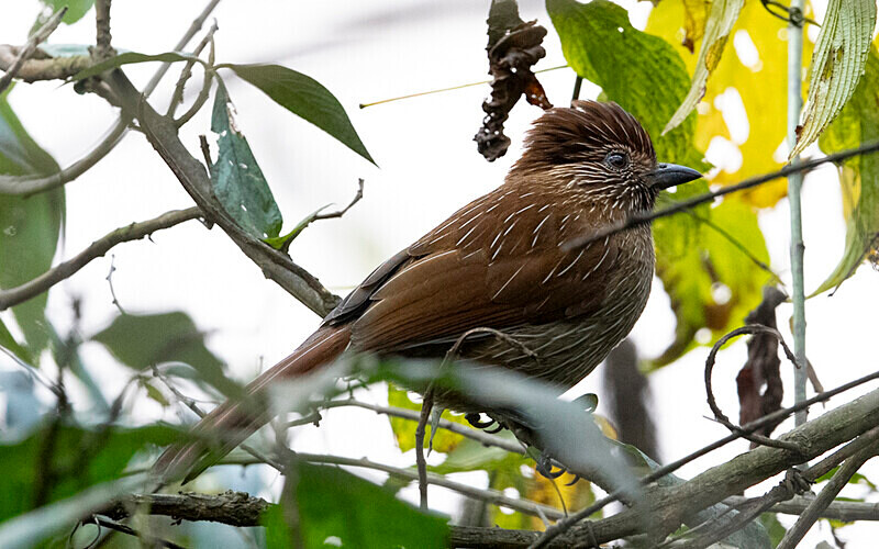 Striated Laughing Thrush - Latpanchar