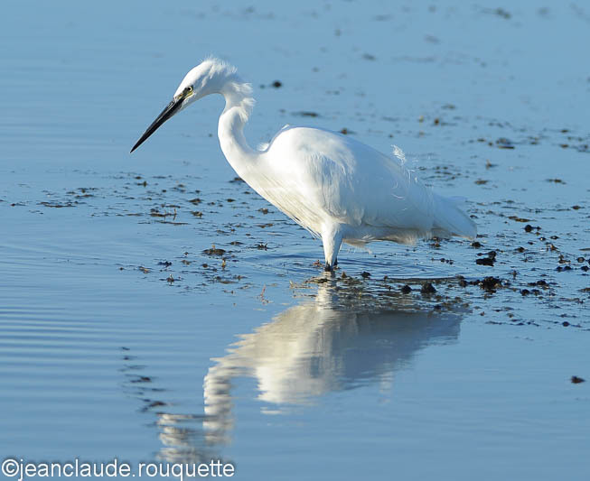 Grande Aigrette - Méditerranée/ Mediterranean