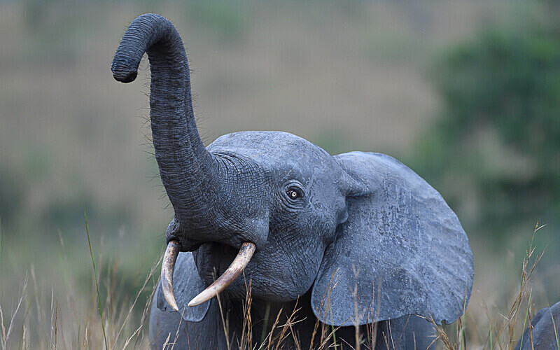  - Parc national de La Lope (Gabon 2024)