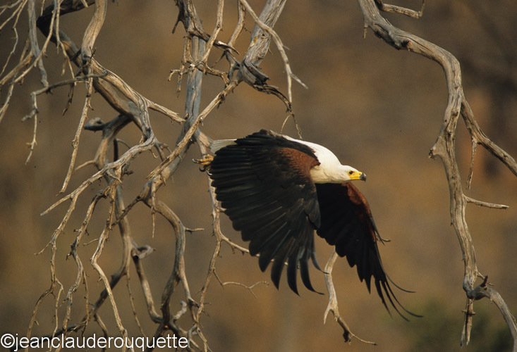 Fish eagle - Ruaha N.P. Tanzania 2007