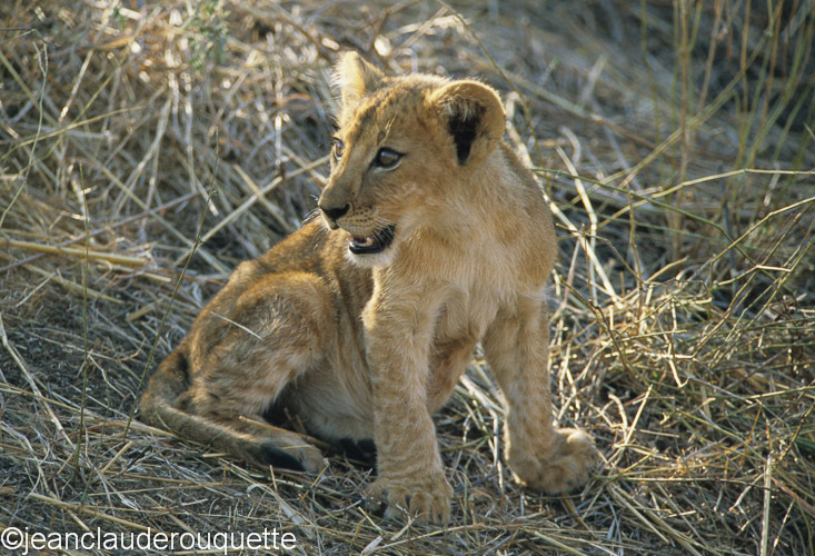 A cub - Ruaha N.P. Tanzania 2007