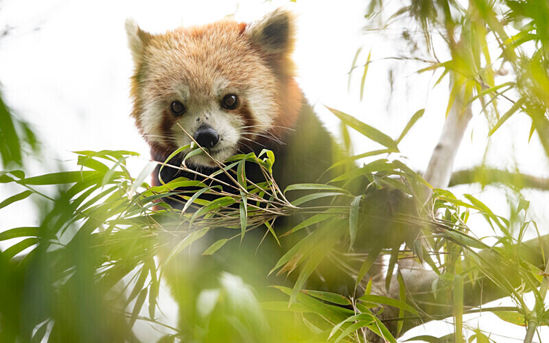 Red Panda - Singalila National Park February 2025 North East India