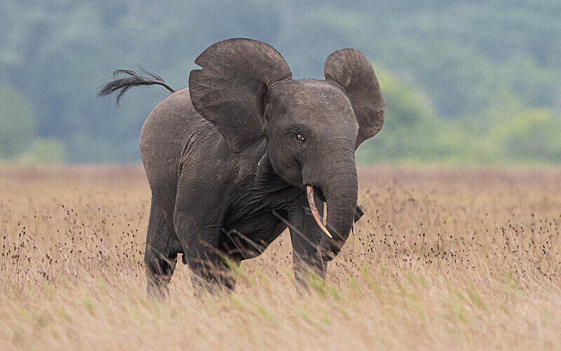 An elephant's charge - Loango national park (Gabon 2024)