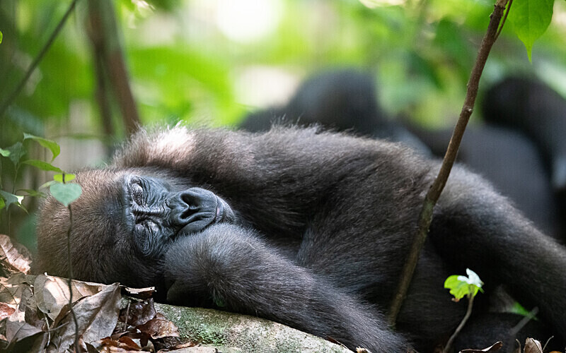  - Loango national park (Gabon 2024)