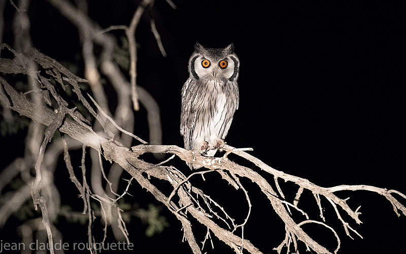 Southern white faced owl - Kgalagadi transfrontier park (2017)
