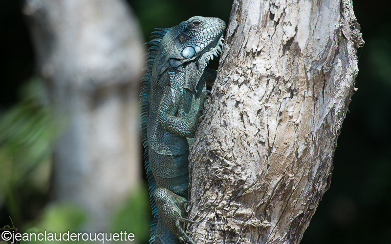 Green iguana - Pantanal Brazil 2015