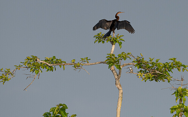 Ahinga and pied kingfisher - Loango national park (Gabon 2024)