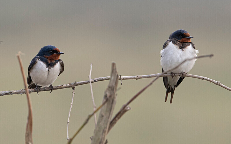 Barn Swallow - Kaziranga National Park Noth East India 2025
