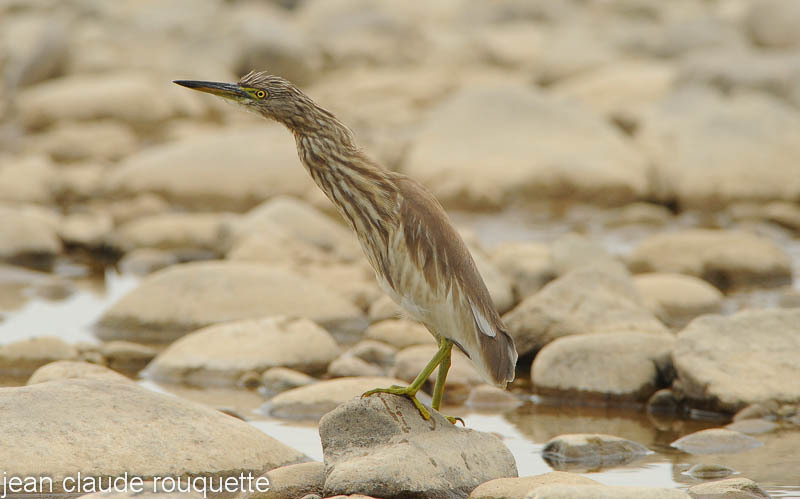 Indian Pond Heron. - Kanha and Corbet national parks (India 2011)