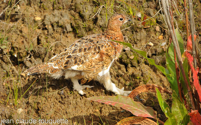 Ptarmigam. - Denali national park (Alaska 2010)