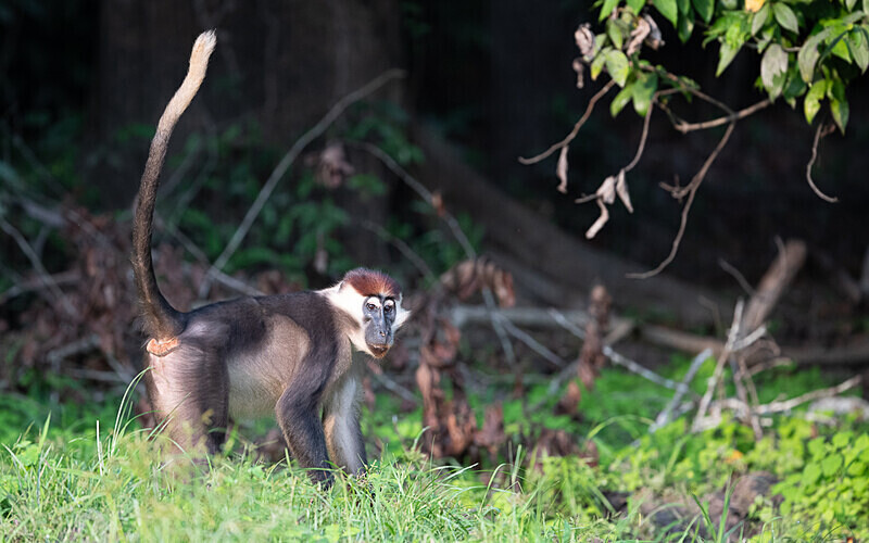 White-collared mangabey - Loango national park (Gabon 2024)