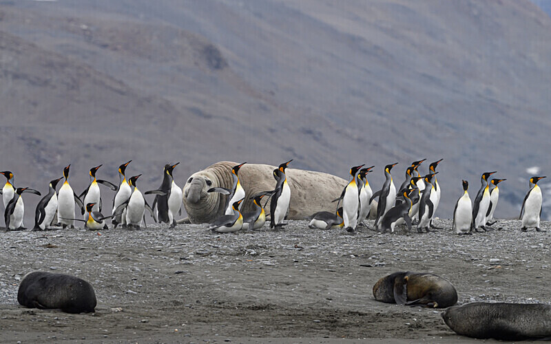 Elephant seal and King Penguins - Ushuaïa Malvinas South Georgia Antartica Peninsula