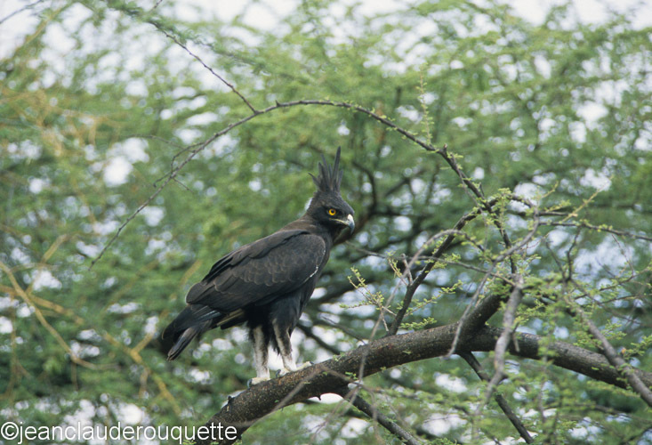 Long- crested eagle - Ruaha N.P. Tanzania 2007