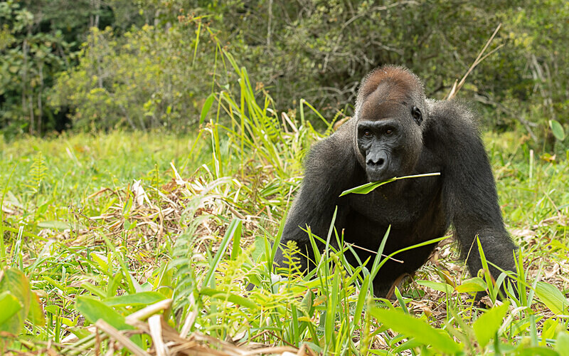 Silver back - Loango national park (Gabon 2024)