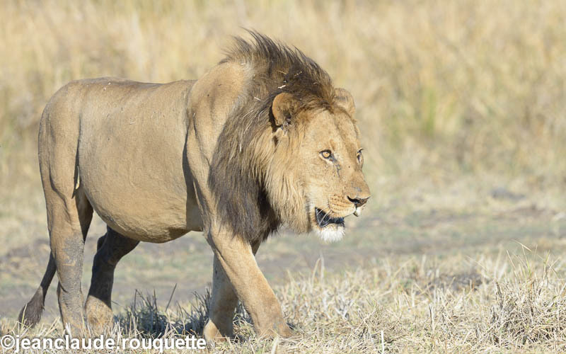  - Kafue N.P. (Zambia2014)
